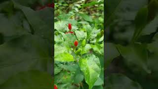 കാന്താരി മുളക്Capsicum frutescens nature [upl. by Siugram]