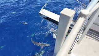 Shark feeding frenzy in the tropical Timor Sea [upl. by Ahsinel]