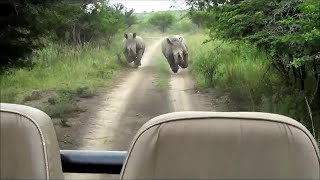 Rhino Chase [upl. by Remo38]