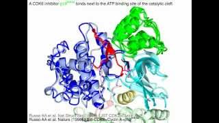 Cyclin dependent kinases and their inhibitors [upl. by Woodson]