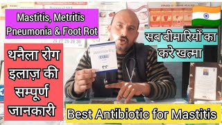 Cefquinome antibiotic  treatment of mastitis in cow amp buffalo  C4 All is different  Dr Ashwani [upl. by Yllen481]