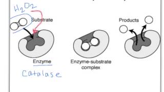 Proteins with focus on Enzymes with explain everything [upl. by Incrocci]