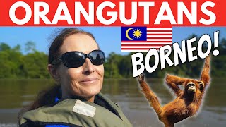 Where to See Orangutans on Borneo Malaysia Kinabatangan River Cruise [upl. by Aisinut]