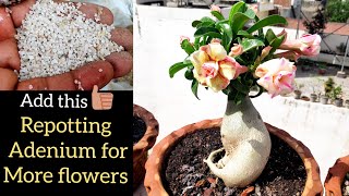 Adenium plant repotting for more flowers n bigger caudex How to repot adenium Adenium soil mix [upl. by Ecnerwaled]