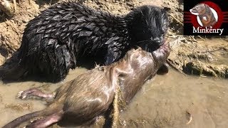 My Mink Brocc and Rocky Hunting Muskrats [upl. by Etolas437]