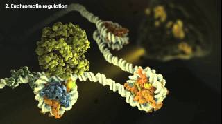 Epigenetics Overview [upl. by Aivata521]