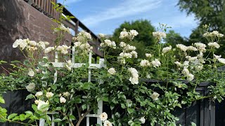 ICEBERG CLIMBING ROSE UPDATE AFTER WINTER HARD PRUNE SUCCESS [upl. by Bryant]