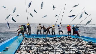 How We Catch Skipjack Tuna  Fast Tuna Fishing Too Many Fish Catching on The Boat [upl. by Arriaes]