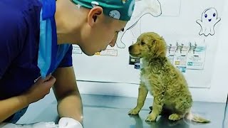 Even the bravest dogs get cold paws at the vet🤣 Funny Pet Video [upl. by Thurmond554]