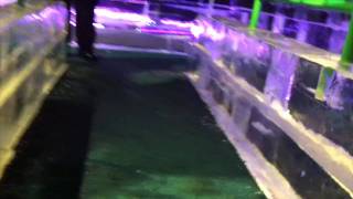 Gaylord Palms ICE Slide POV Orlando FL Christmas Ice Sculpture Display [upl. by Enyawal]