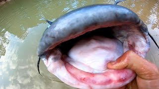 This GIANT CATFISH was in a CREEK [upl. by Ekrub]