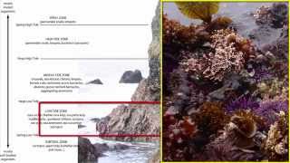 Benthos Intertidal Zone [upl. by Lantz]