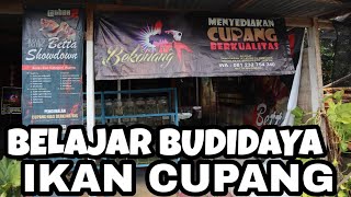 BERKUNJUNG KE PETERNAK IKAN CUPANG TERBESAR DI SURAKARTA DENGAN OMSET 10JT PERBULAN Budidaya Cupang [upl. by Chatterjee273]