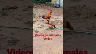 Gallo cantando en el campo [upl. by Johannes]