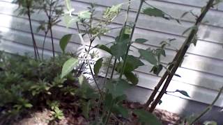 Capsicum pubescens amp wild capsicum plant update [upl. by Tteirrah]