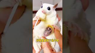 Sugar glider give birth  shorts youtubeshorts [upl. by Ertnod425]