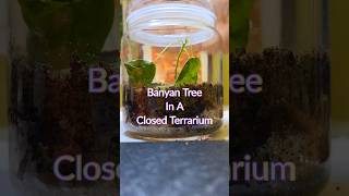 Banyan Tree In a Closed Terrarium closedterrarium [upl. by Ahsitel]