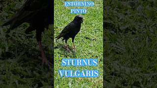 Estornino pinto comuna14 parquelasheras sturnusvulgaris birds shortsvideo shortvideo pajaros [upl. by Buyers]