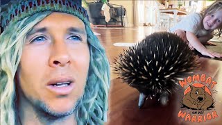 Amazing Aussie Wildlife  Rescuing An Echidna  Wombat Warrior [upl. by Dlarej83]