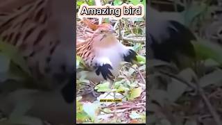 Awesome bird hand work funny viralvideo foryou [upl. by Casimire636]