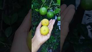 Sweet lime lemon youtubeshorts homegarden villagelife freshvegetables [upl. by Eiggep]