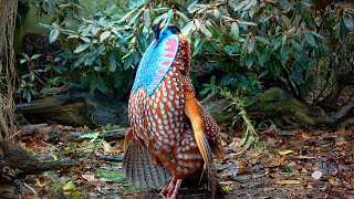 Temmincks tragopan Tragopan temminckii pheasant courtship display in full 60fps Jonathan Pointer [upl. by Gunar]