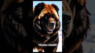 Tibetan Mastiff [upl. by Haerr]