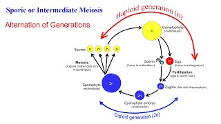 تقسیم سلولی مایوزیس یا میوز Meiosis [upl. by Aleb884]