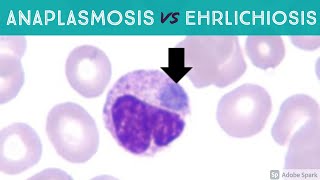 Anaplasmosis vs Ehrlichiosis Anaplasma phagocytophilum vs Ehrlichia chaffeensis amp ewingii [upl. by Tryck]