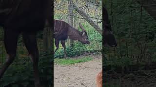 Sitatunga shorts wildlife wildlifephotography [upl. by Dowling]