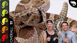 Rattlesnake The Best Pet Snake [upl. by Bernita]