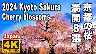 2024 京都の満開桜８選 Full bloom cherry blossoms in Kyoto 花見 京都観光 醍醐寺 東山 清水寺 嵐山 東寺 円山公園 祇園白川 二条城 日本の桜 Japan [upl. by Aehsan]