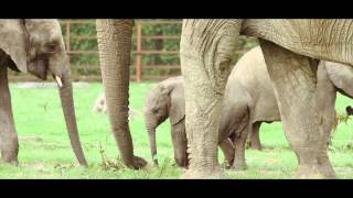 Visit Howletts Wild Animal Park [upl. by Hanid]