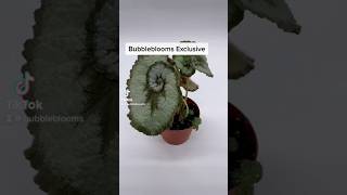 Which is your favorite 112 plant gardening episcia begonia greenhouse plants rareplants [upl. by Aikaz364]