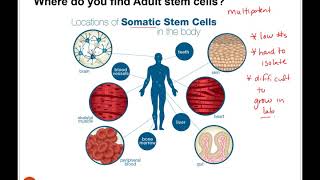 Stem Cells and therapeutic cloning [upl. by Kenlay]