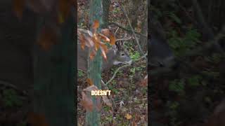 Stay hidden from those sneaky bucks deer deerhunting OzonicsHunting1 [upl. by Grayce]