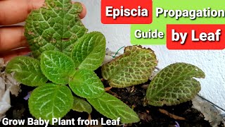 Episcia Flame Violet Propagation by Leaf  Guide amp Tips [upl. by Earised]