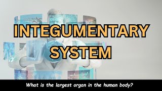 Put your knowledge to the test Integumentary System Quiz QuizVentureslvg [upl. by Manwell]