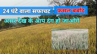 Paraquat dichloride गलती से डालने के बाद फ़सल बर्बाद।24 घंटा सफाचट का असर। [upl. by Autum928]