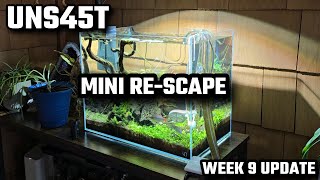 Planted Tank Update Week 9 UNS 45T  Mini rescape lowtech [upl. by Wina]