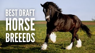 The 15 Best Work amp Draft Horse Breeds [upl. by Pulchi]