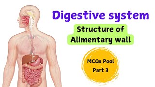 Digestive system  structure of alimentary wall  MCQs pool  Part 3 [upl. by Norit]