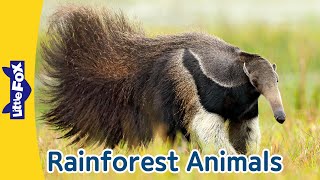 5 Fascinating Rainforest Animals  Giant Anteater  RedEyed Tree Frog  Flying Fox Manatee Iguana [upl. by Eirrak168]