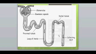 DIURETICS 1FUROSEMIDE [upl. by Acima92]