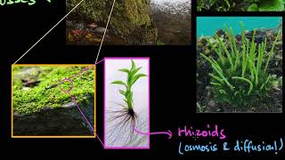 Bryophytes  Plant Kingdom  Biology  Khan Academy [upl. by Arahk]