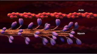 3 Muscle contraction detail Concept Cell Biology [upl. by Ahael]