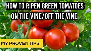 Tips on how to ripen tomatoes on the vineripen tomatoes indoorsSecrets of a big tomato harvest [upl. by Obellia]