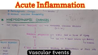 Acute Inflammation 14  Vascular Events [upl. by Sarazen]