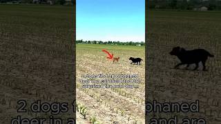 Dogs rescue dear from 🌽 field very emotional heart touching moments dog animals hearttouching [upl. by Aenad]