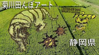 菊川田んぼアート KIKUGAWA RICE PADDY ART SHIZUOKA KEN [upl. by Adnorahs]